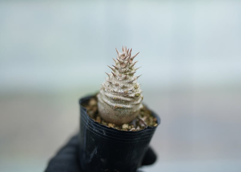 パキポディウム ウィンゾリー 沖縄実生 No.10 | mana's farm:塊根植物