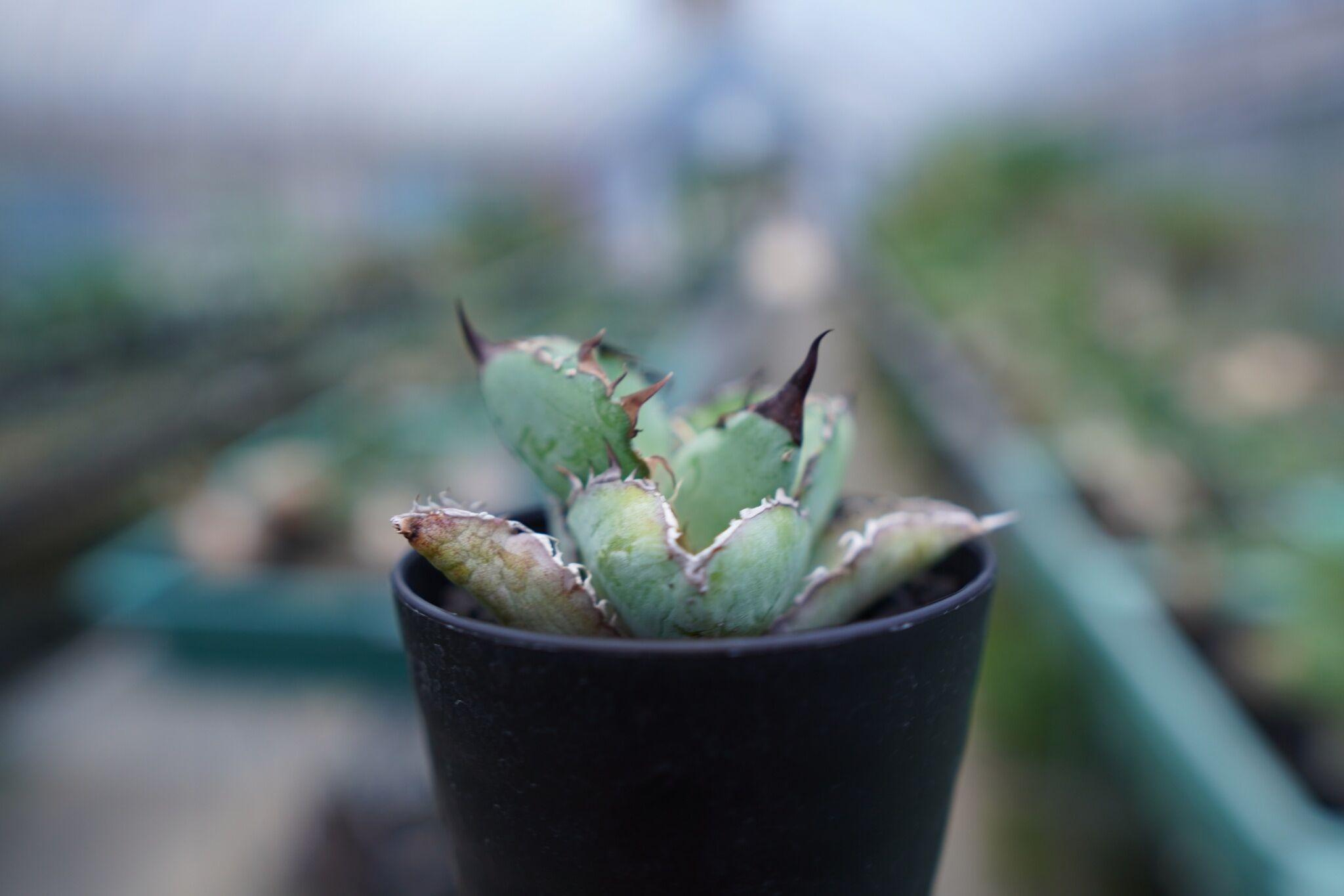 アガベ チタノタ ブラックアンドブルー Agave titanota black and