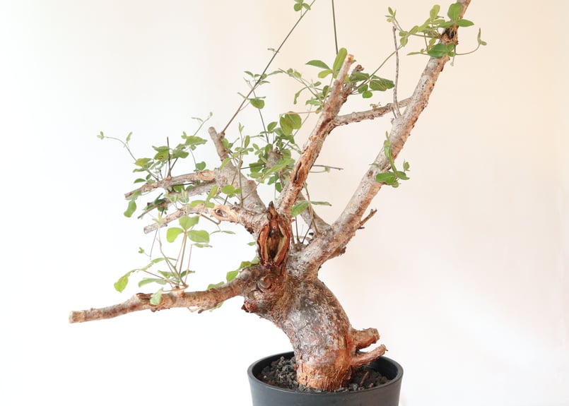 コミフォラ オルビクラリス | mana's farm:塊根植物・アガベ