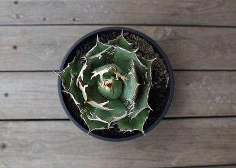アガベ　チタノタ　FO-76　Agave titanota ”FO-76"　No.1