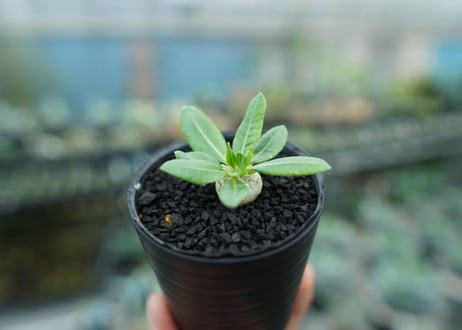 パキポディウム　恵比寿笑い　Pachypodium brevicaule　No.6