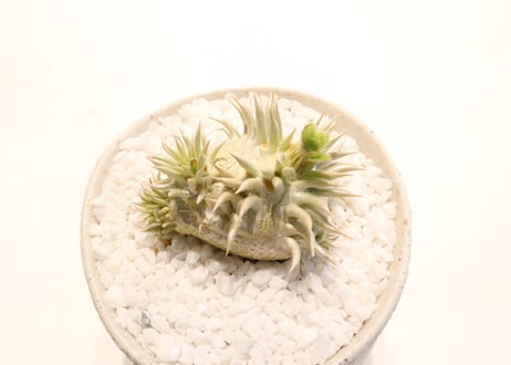パキポディウム　エブレネウム　国内実生　花芽つき