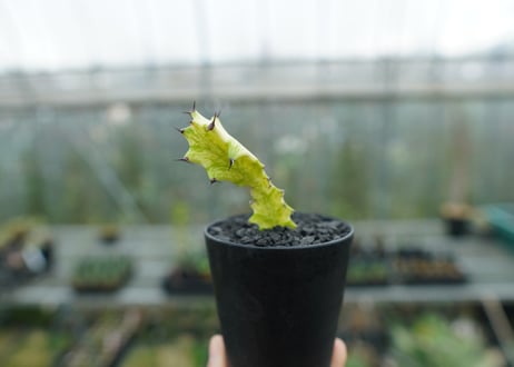 ユーフォルビア　イエローゴースト　Euphorbia lactea Yellow Ghost