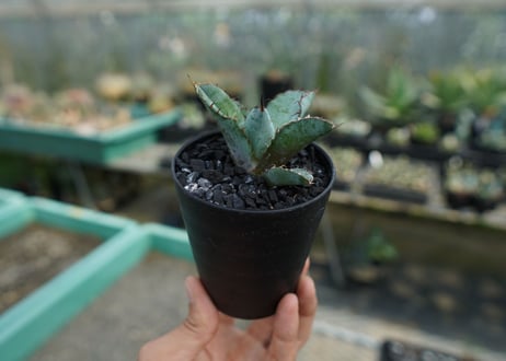 アガベ　チタノタ　 ブラックアンドブルー 　Agave titanota black and blue　No.4