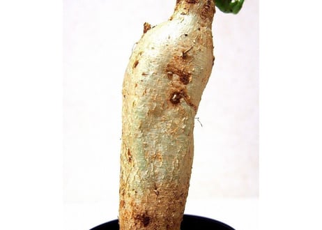 ユーフォルビア ステラータ 飛竜  Euphorbia stellata №１