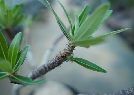 パキポディウム　グラキリス　 Pachypodium Gracilius  No.10