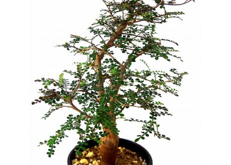 Operculicarya decaryi  オペルクリカリア・デカリー