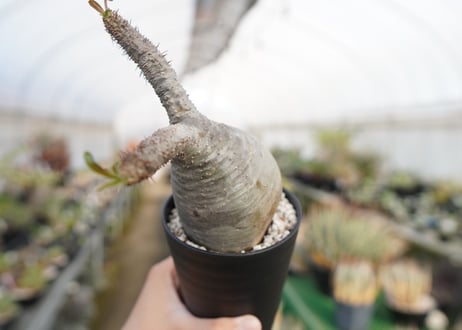 パキポディウム　グラキリス　 Pachypodium Gracilius