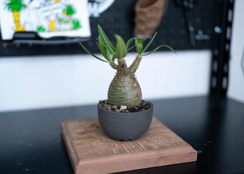 パキポディウム　グラキリス　特大株　発根済み　パキプス　アガベ パキポディウム グラキリス 特大株 発根済み パキプス アガベ