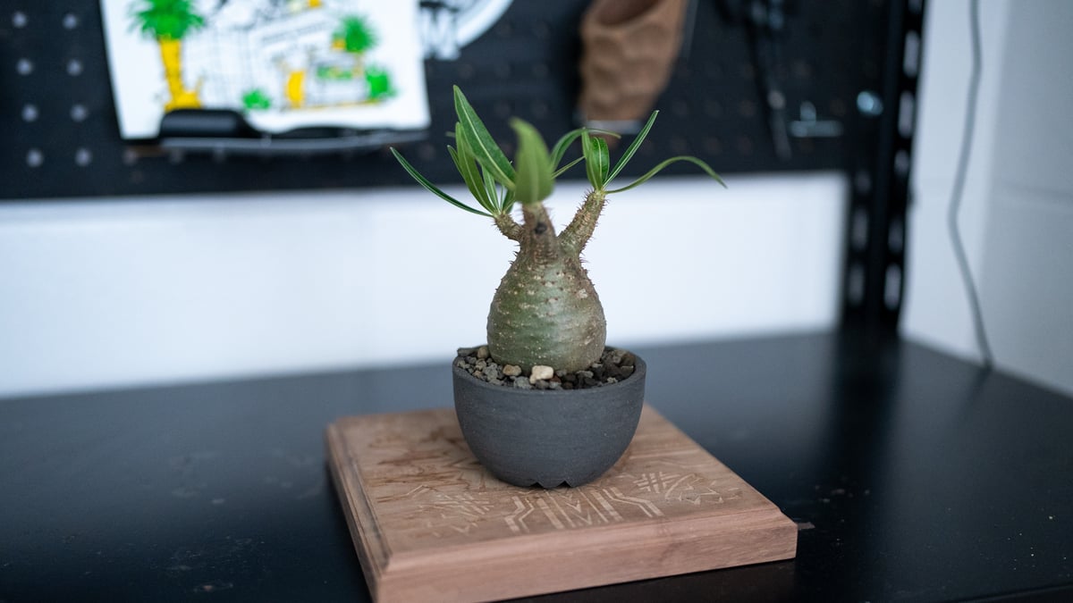 パキポディウム グラキリス 沖縄管理株 | mana's farm:塊根植物