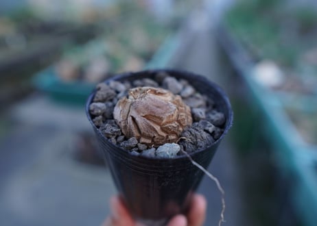 亀甲竜　Dioscorea elephantipes　No.5