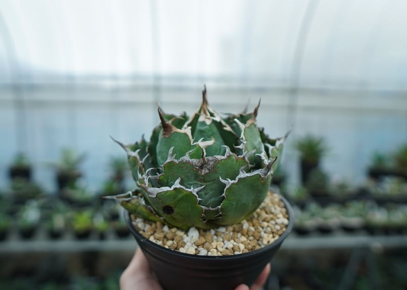 アガベ チタノタ 白鯨 Agave titanota White whale NO.1 | m