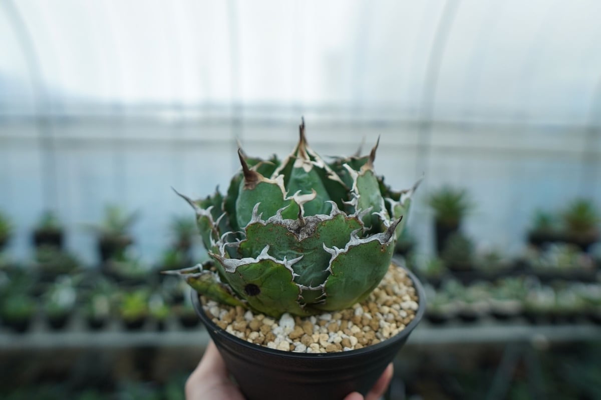 アガベ　白鯨　チタノタ アガベ・チタノタ白鯨（厳選コンパクト）-029｜agave titanota