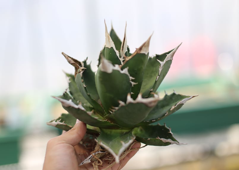 アガベ チタノタ オテロイ | mana's green:塊根植物販売|マナズ アガベ チタノタ オテロイ | mana's green:塊根植物販売|マナズ