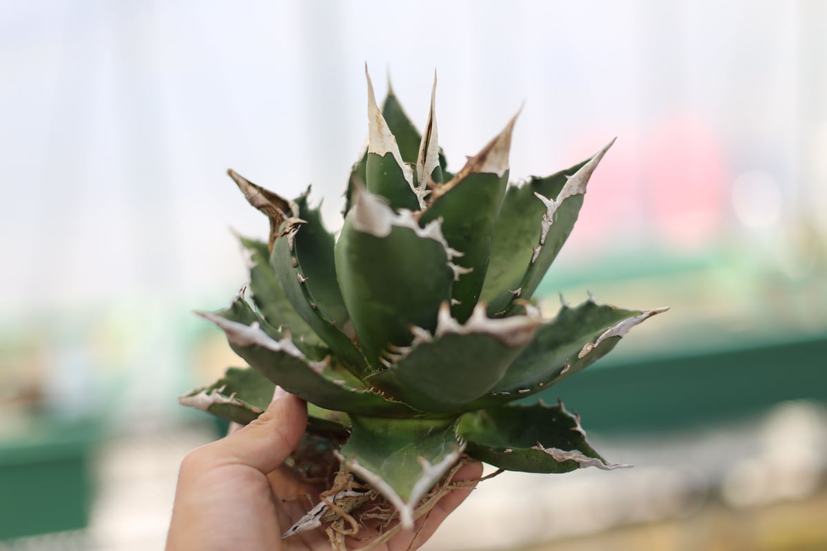 アガベ チタノタ オテロイ | mana's green:塊根植物販売|マナズ アガベ チタノタ オテロイ | mana's green:塊根植物販売|マナズ