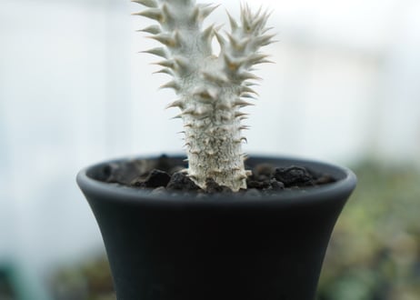 パキポディウム　伊藤ハイブリッド　Pachypodium 'Itoh Hybrid'  No.2
