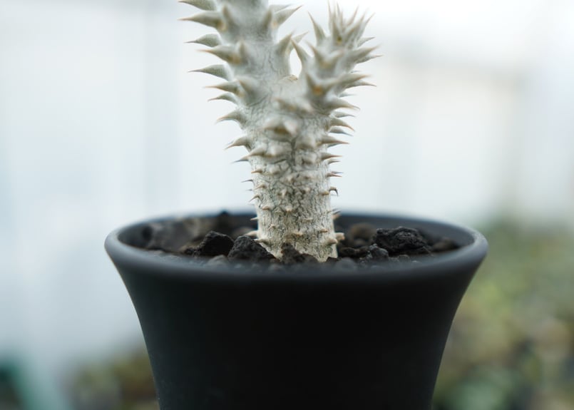 パキポディウム 伊藤ハイブリッド Pachypodium 'Itoh Hybrid' No.