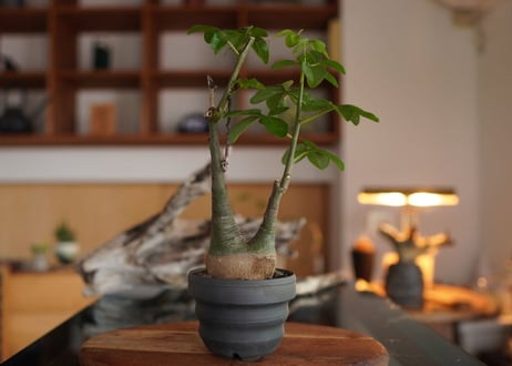 アデニア　グラウカ　Adenia glauca