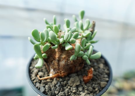 ケラリア　ピグマエア　Ceraria pygmaea 　No.5