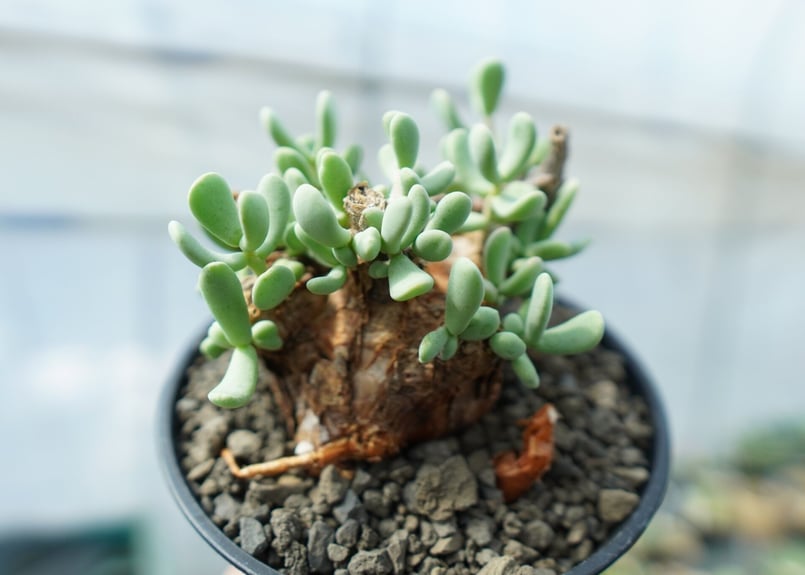 5*7様 ケラリア ピグマエア　陶器鉢付き 5*7様 ケラリア ピグマエア 陶器鉢付き