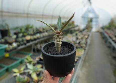 パキポディウム　バロニー　Pachypodium baronii  No.2