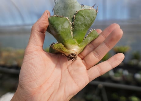 agave titanota ブラック＆ブルー　No.5