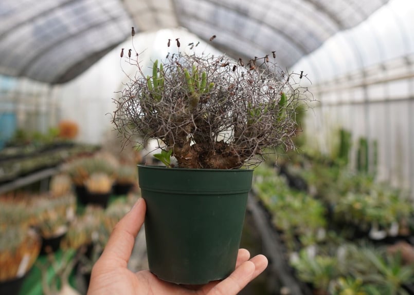 SALE！ 大株 希少 チレコドン ラブラノス 冬型植物 万物想亜種 大株 希少 チレコドン ラブラノス 冬型植物 万物想亜種 - メルカリ