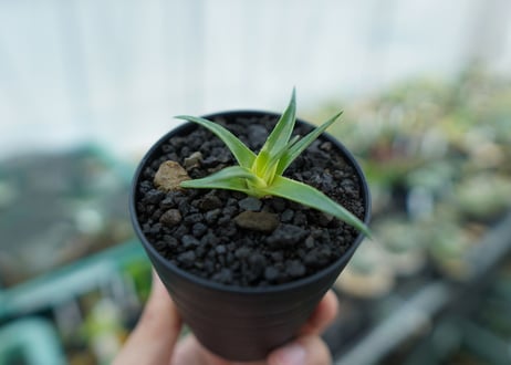 ディッキア　ムーングロー　Dyckia brevifolia  Moon Glow　No.3