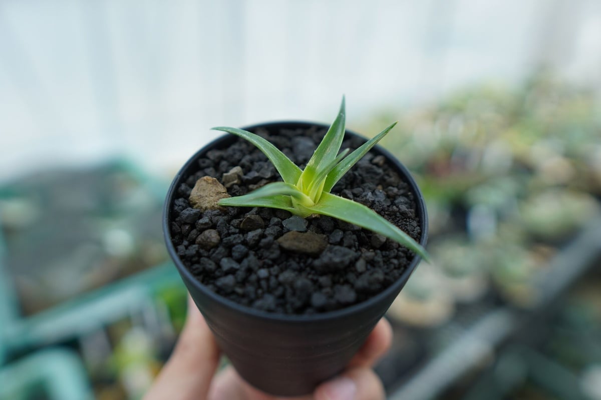 ディッキア ムーングロー Dyckia brevifolia Moon Glow No.3