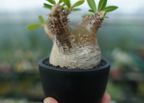 パキポディウム マカイエンセ　Pachypodium makayense　No.1