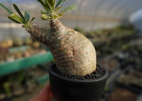 パキポディウム　グラキリス　 Pachypodium Gracilius  No.2
