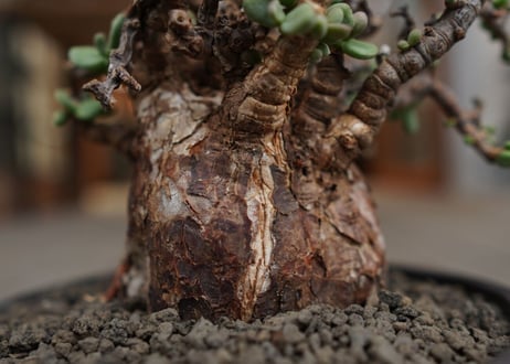 ケラリア  ピグマエア   Ceraria pygmaea
