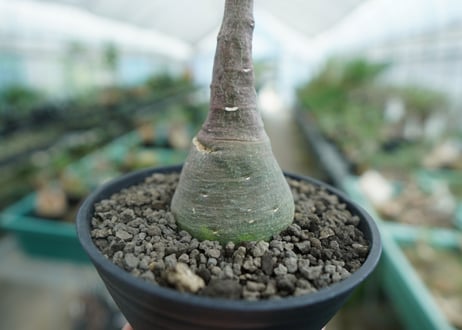 アデニア　グラウカ　Adenia glauca