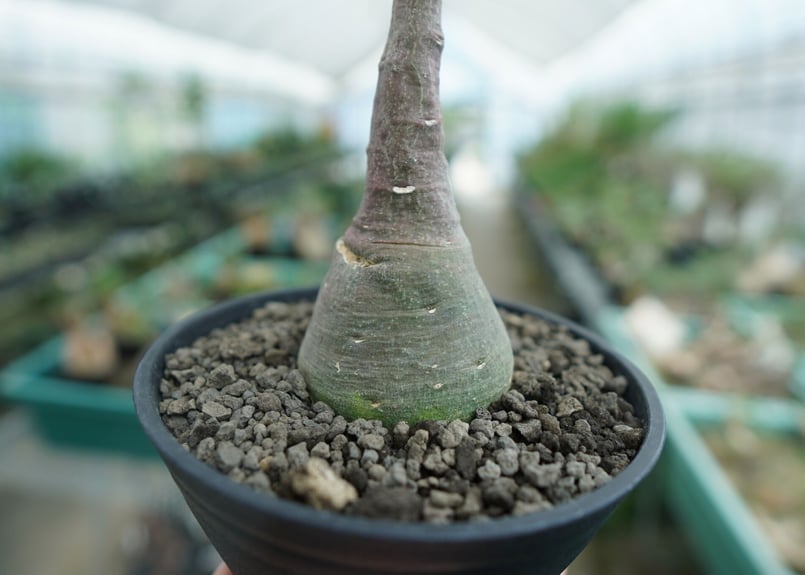 アデニア　グラウカ アデニア グラウカ Adenia glauca入荷しました！ | Bios Plants