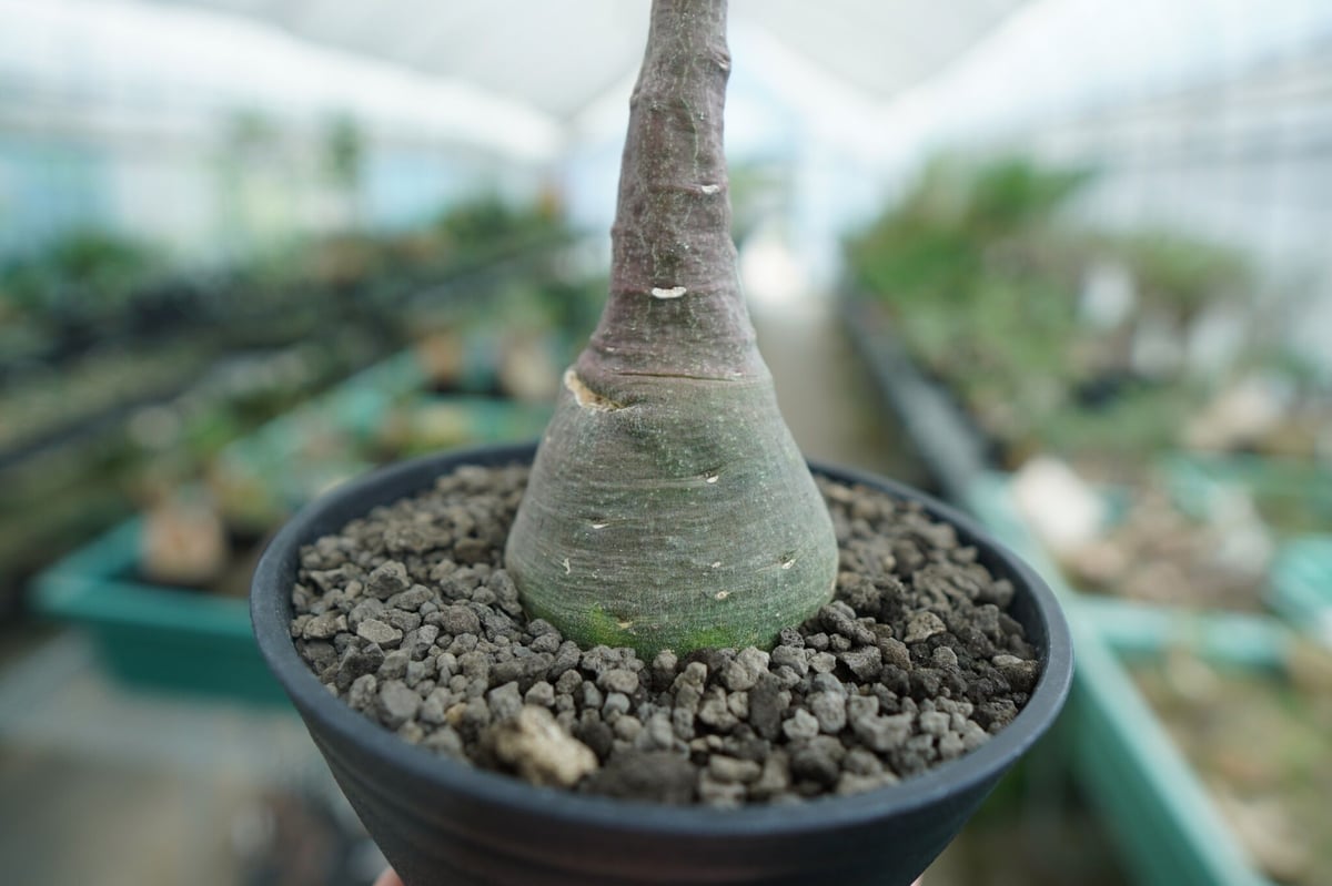 アデニア グラウカ Adenia glauca | mana's farm:塊根植物・アガベ・