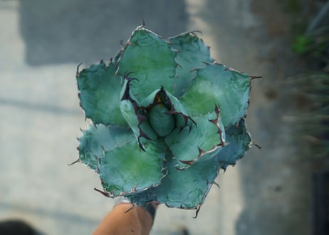 アガベ　チタノタ　 ブラックアンドブルー 　Agave titanota black and blue　No.9