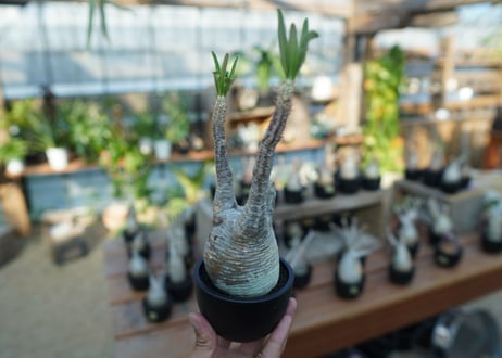 【未発根】パキポディウム　グラキリス　 Pachypodium Gracilius  No.10
