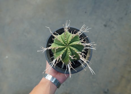 ユーフォルビア　スーパーバリダ　Euphorbia super valida  No.2