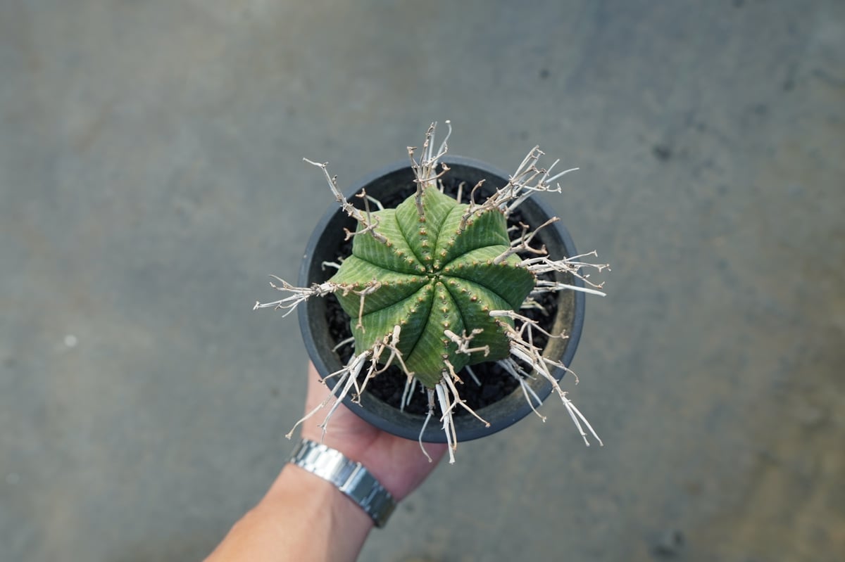 ユーフォルビア スーパーバリダ ユーフォルビア スーパーバリダ | GREEN LUCK