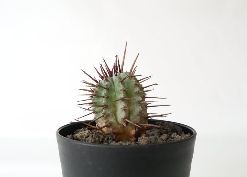 N*n様 【強棘&激締まり！！！】高さ20cm USホリダ N*n様 【強棘&激締まり！！！】高さ20cm USホリダ N*