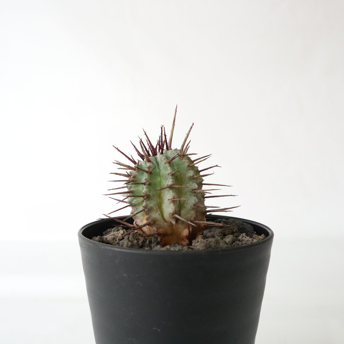 N*n様 【強棘&激締まり！！！】高さ20cm USホリダ N*n様 【強棘&激締まり！！！】高さ20cm USホリダ N*