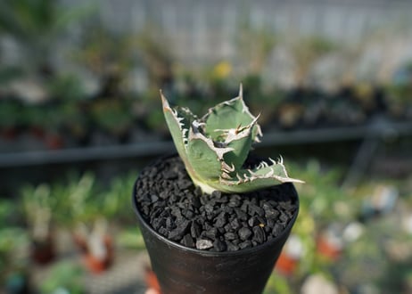 アガベ　チタノタ　FO-76　agave titanota FO-76 No.2