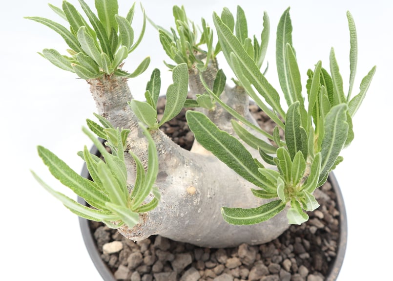 パキポディウム イノピナツム 国内管理10年超 パキポディウム イノピナツム 国内実生 | mana's farm:塊根植物