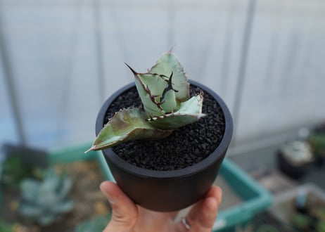アガベ　チタノタ　ブルー　agave titanota Blue