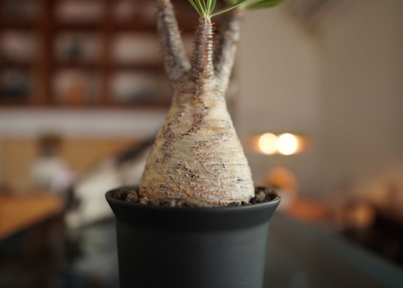 パキポディウム グラキリス Pachypodium Gracilius | mana's f