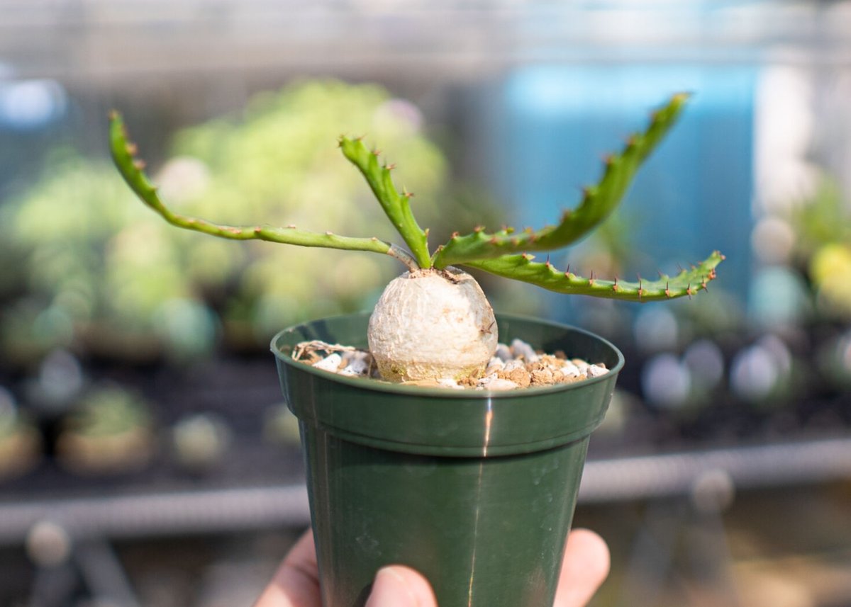 ユーフォルビア ステラータ | mana's farm:塊根植物・アガベ・ドライ