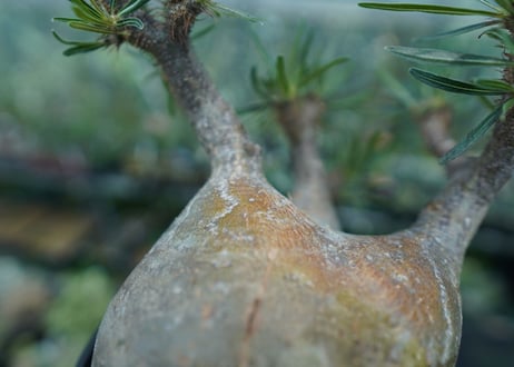 パキポディウム　グラキリス　 Pachypodium Gracilius  No.4