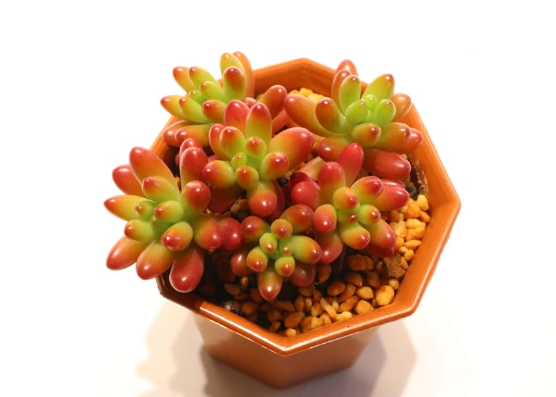 虹丸です。 当時物 ライブDIO ZX 紫紋 ファンシー テール レンズ ウィンカー 左右