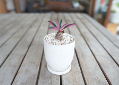 ユーフォルビア　パキポディオイデス　Euphorbia pachypodioides