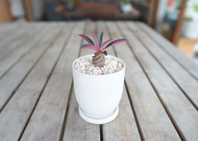 ユーフォルビア パキポディオイデス Euphorbia pachypodioides | ma